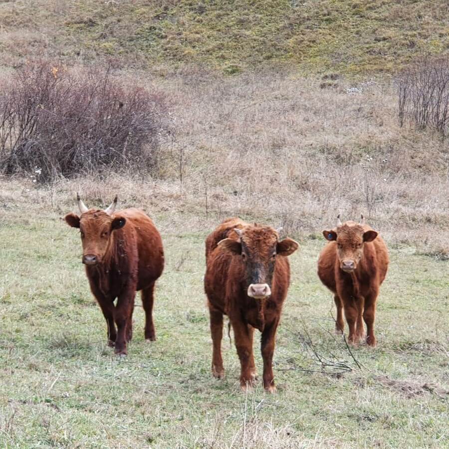 Дагестанские коровы