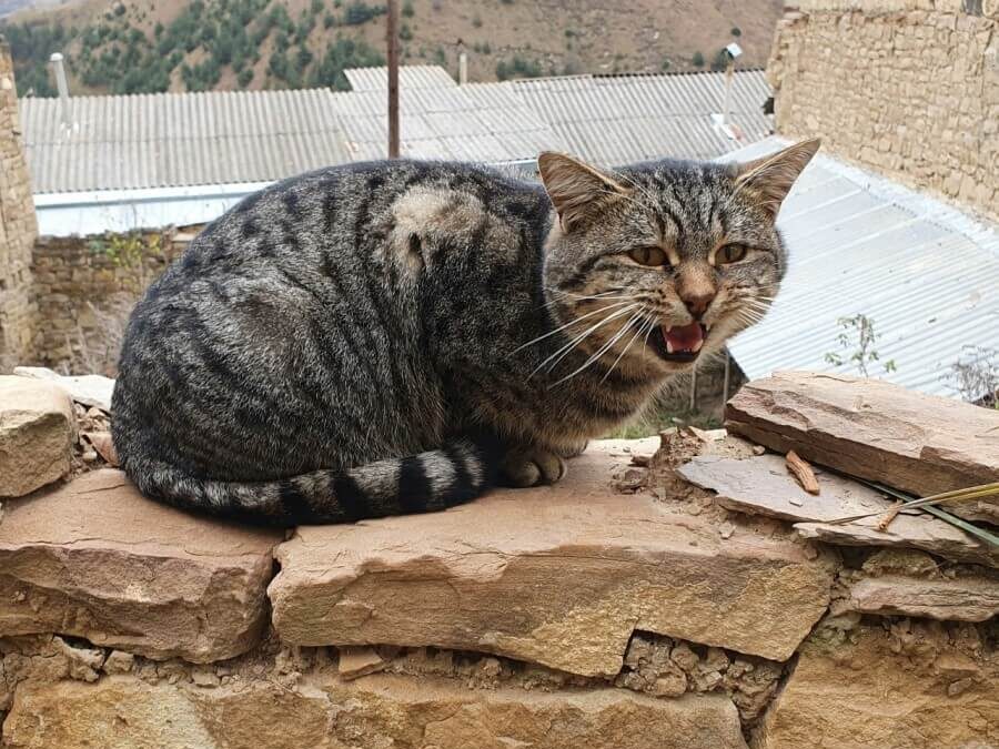 Дагестанский котик