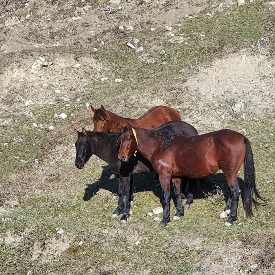 лошадки Дагестана