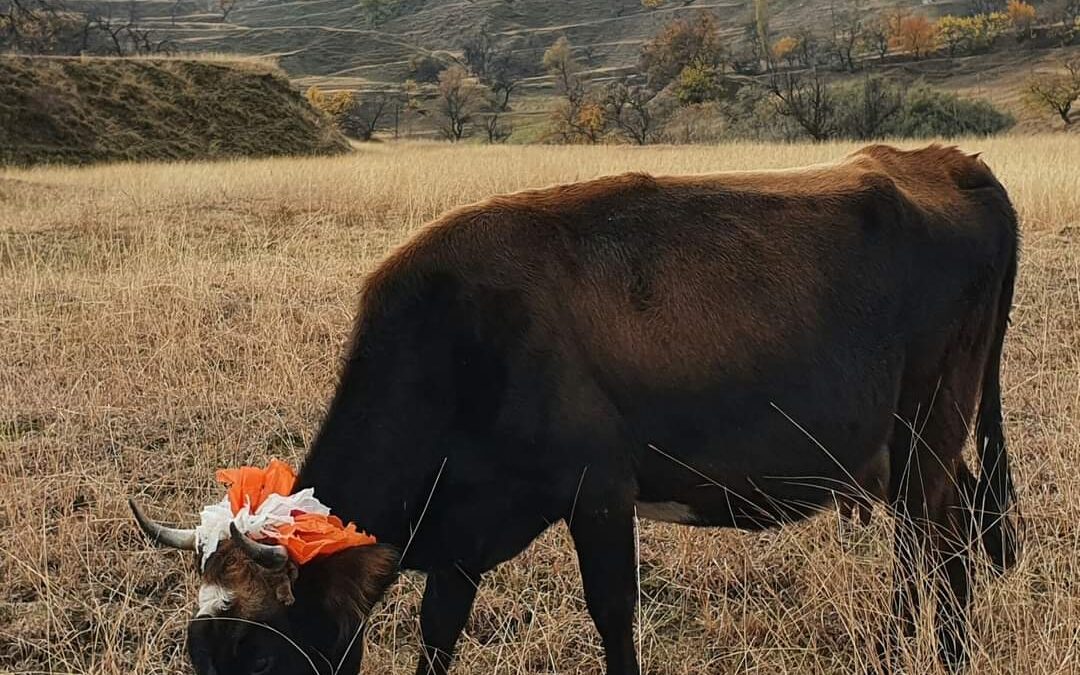 Дагестанская корова в красной шапочке